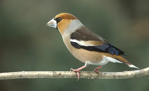 Hawfinch (Coccothraustes coccothraustes) — photo 2 of 5