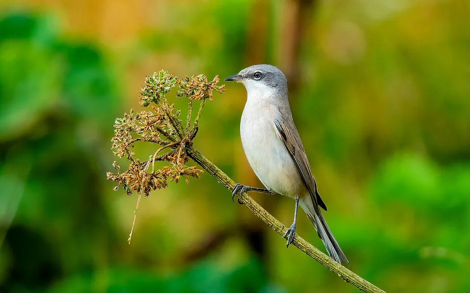 Lesser Whitethroat