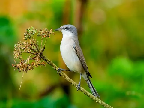 Lesser Whitethroat