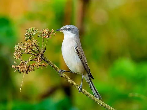 Lesser Whitethroat