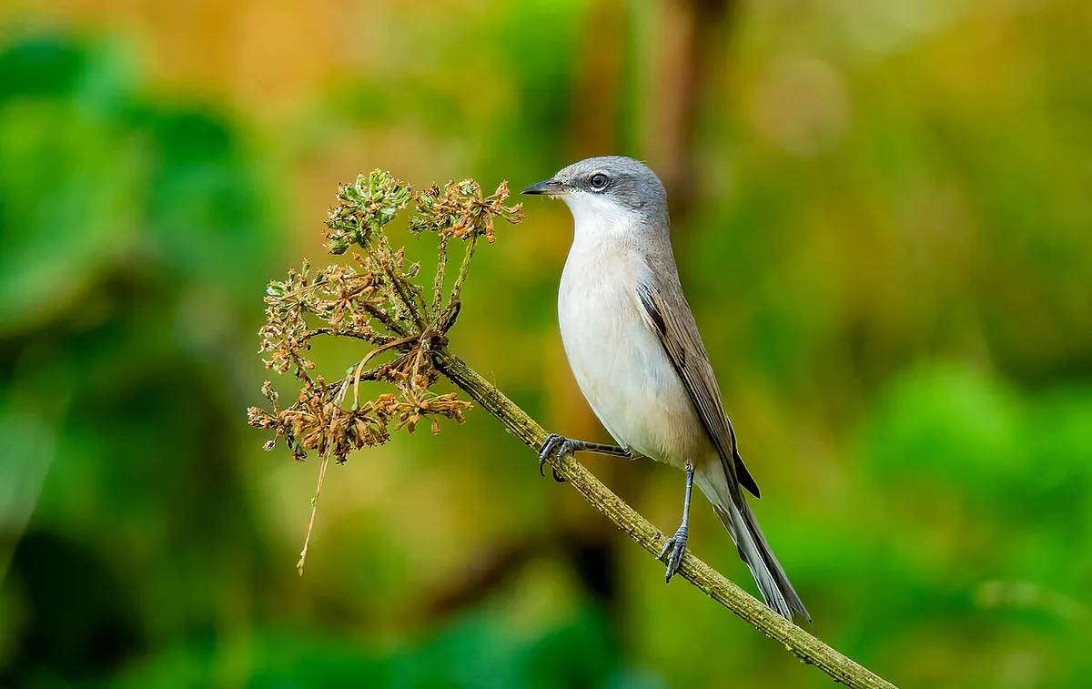 Lesser Whitethroat