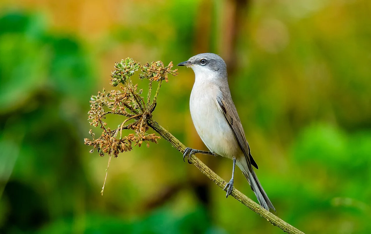 Lesser Whitethroat