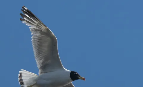 Pallas's Gull (Ichthyaetus ichthyaetus) — photo 3 of 8