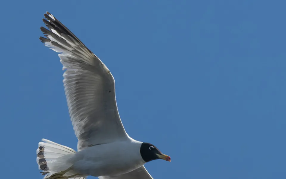Pallas's Gull (Ichthyaetus ichthyaetus) — photo 3 of 8