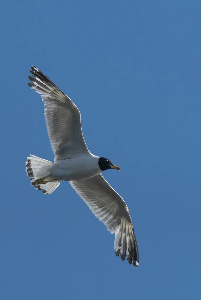 Pallas's Gull (Ichthyaetus ichthyaetus) — photo 3 of 8