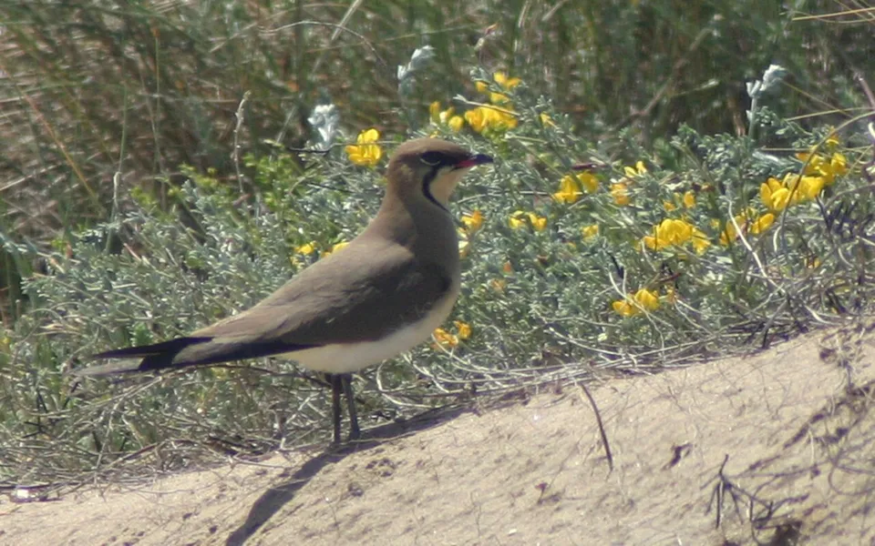 Collared Pratincole (Glareola pratincola) — photo 3 of 7
