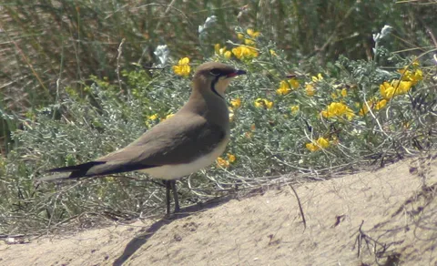 Collared Pratincole (Glareola pratincola) — photo 3 of 7