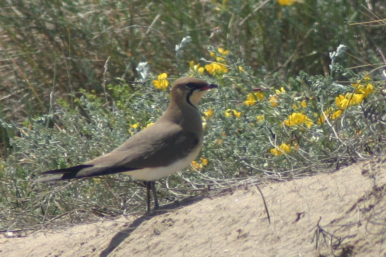 Collared Pratincole (Glareola pratincola) — photo 3 of 7