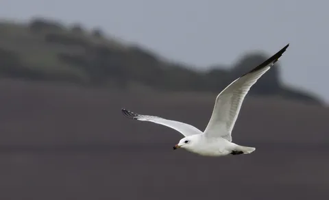 Pallas's Gull (Ichthyaetus ichthyaetus) — photo 2 of 8