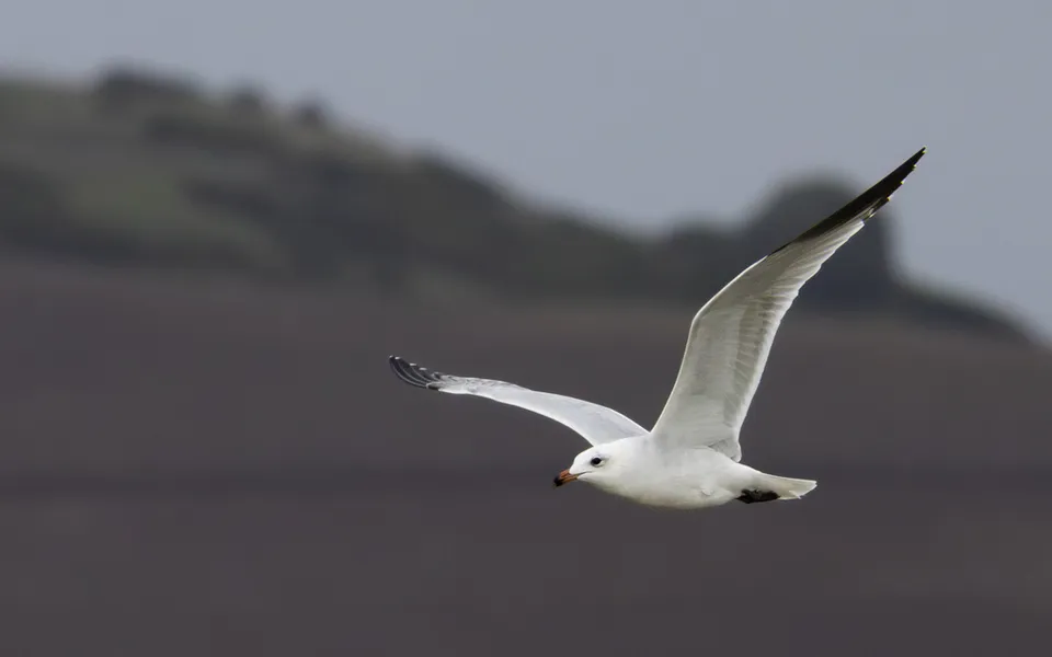 Pallas's Gull (Ichthyaetus ichthyaetus) — photo 2 of 8