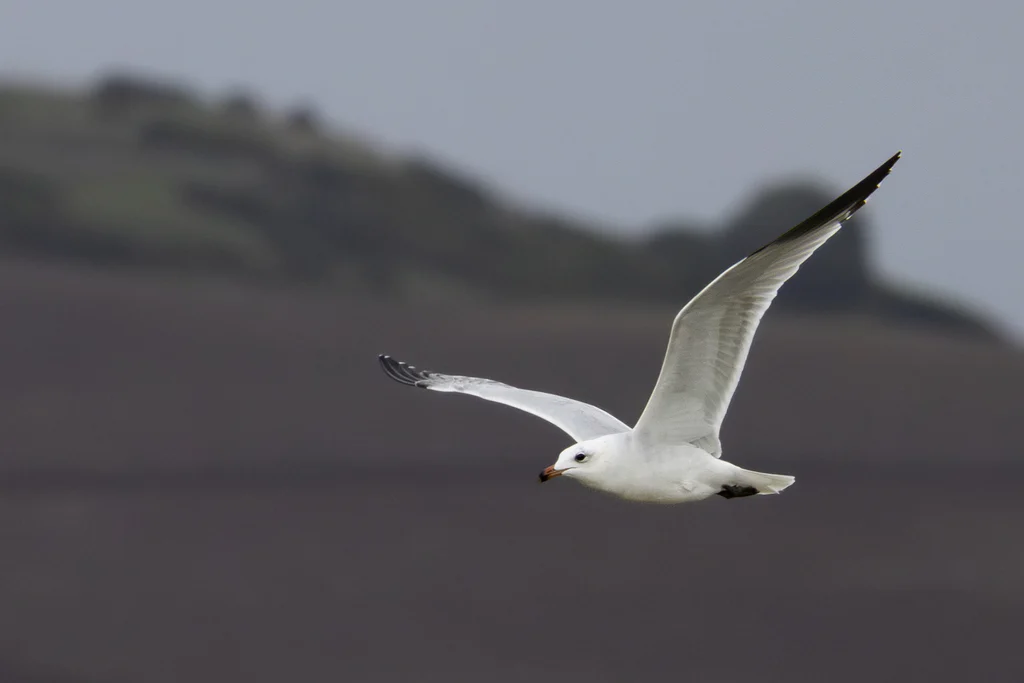 Pallas's Gull (Ichthyaetus ichthyaetus) — photo 2 of 8