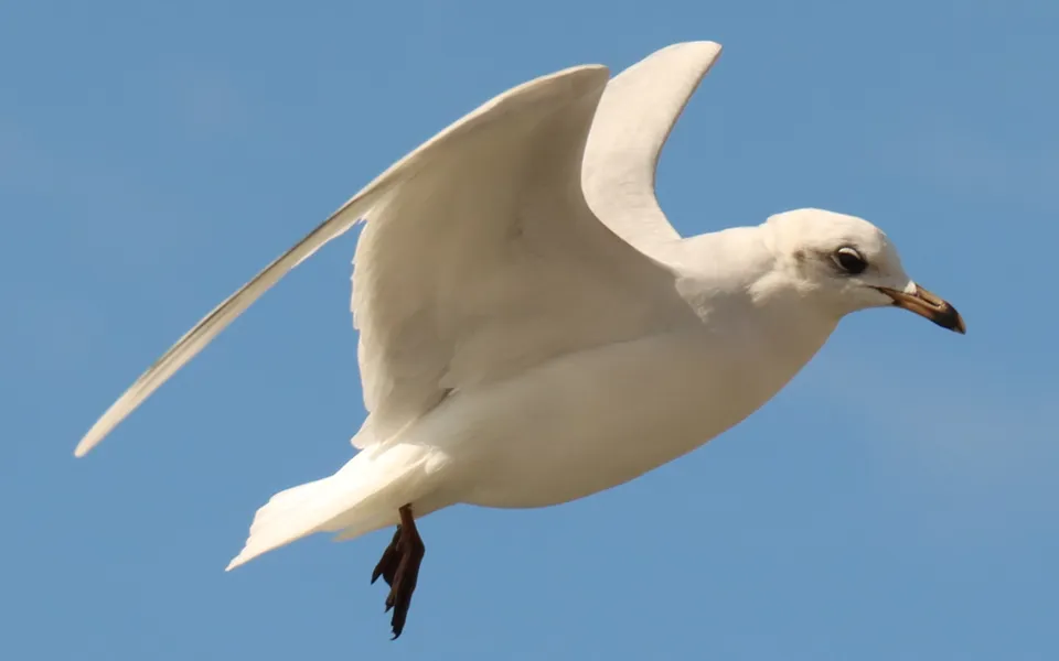 Pallas's Gull (Ichthyaetus ichthyaetus) — photo 7 of 8