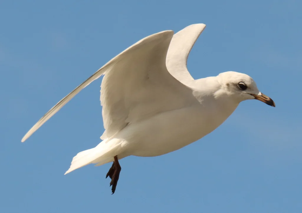 Pallas's Gull (Ichthyaetus ichthyaetus) — photo 7 of 8