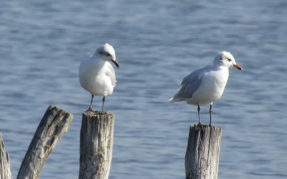 Pallas's Gull (Ichthyaetus ichthyaetus) — photo 8 of 8