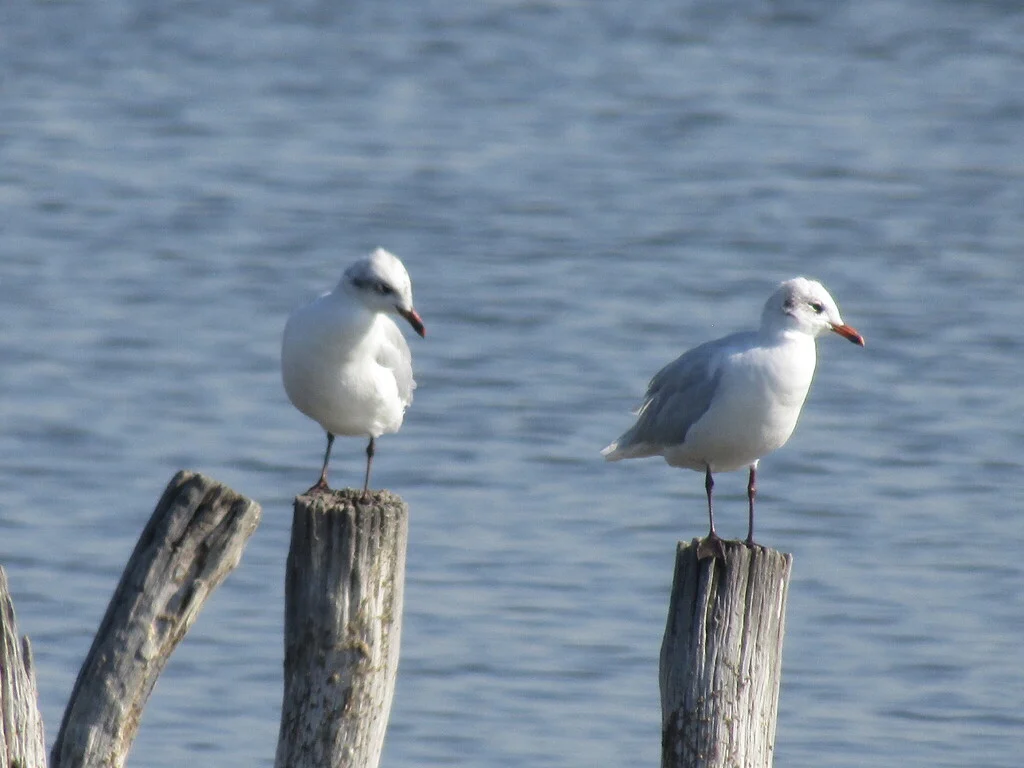 Pallas's Gull (Ichthyaetus ichthyaetus) — photo 8 of 8