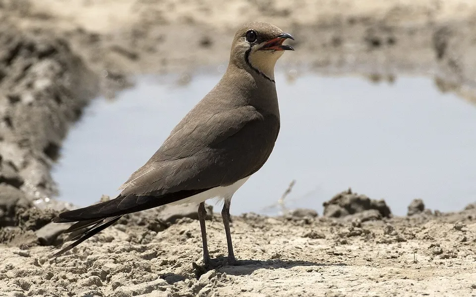 Collared Pratincole (Glareola pratincola) — photo 4 of 7