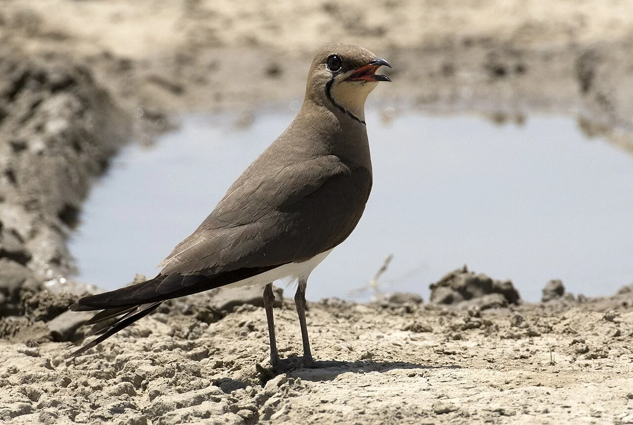Collared Pratincole (Glareola pratincola) — photo 4 of 7