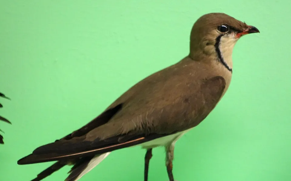 Collared Pratincole (Glareola pratincola) — photo 5 of 7
