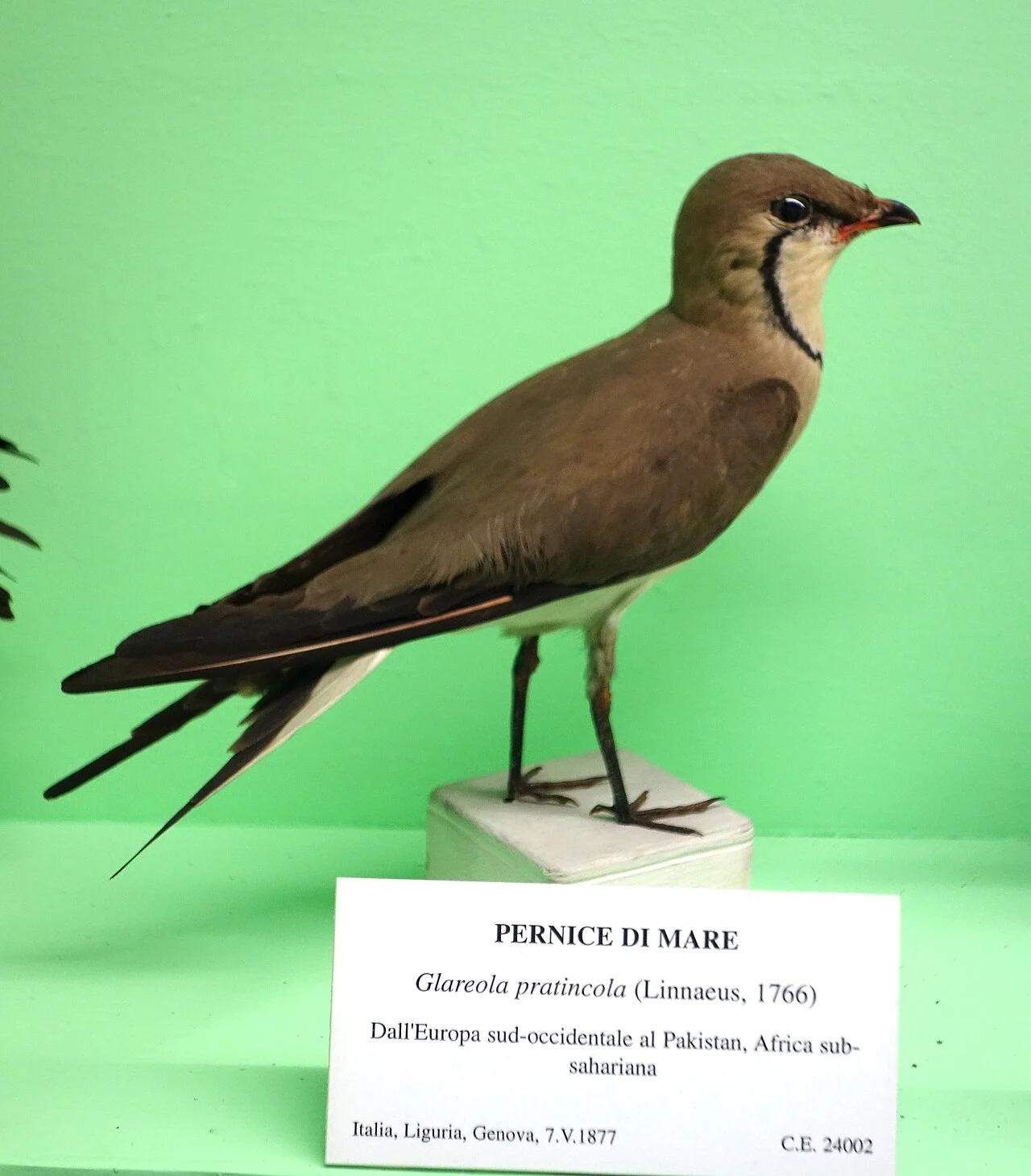 Collared Pratincole (Glareola pratincola) — photo 5 of 7
