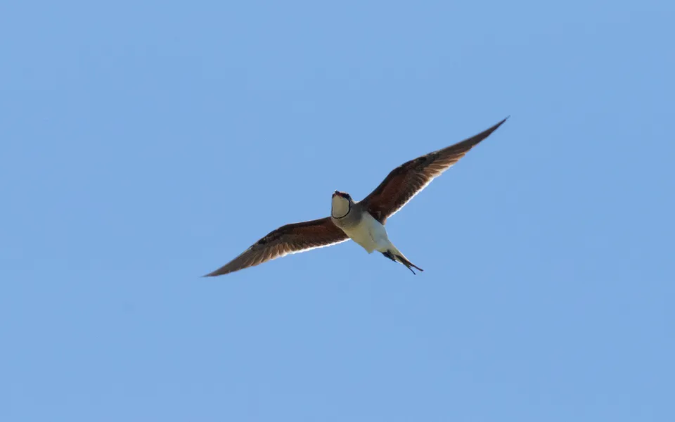 Collared Pratincole (Glareola pratincola) — photo 1 of 7