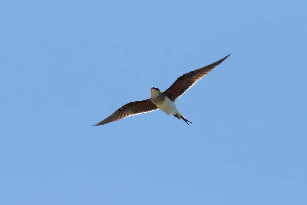 Collared Pratincole (Glareola pratincola) — photo 1 of 7