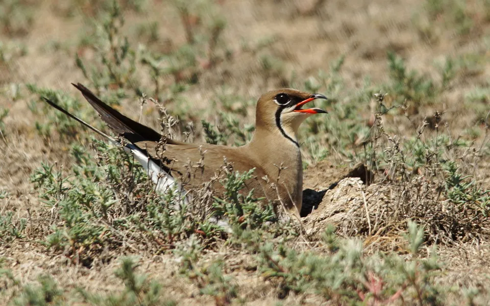 Collared Pratincole (Glareola pratincola) — photo 6 of 7