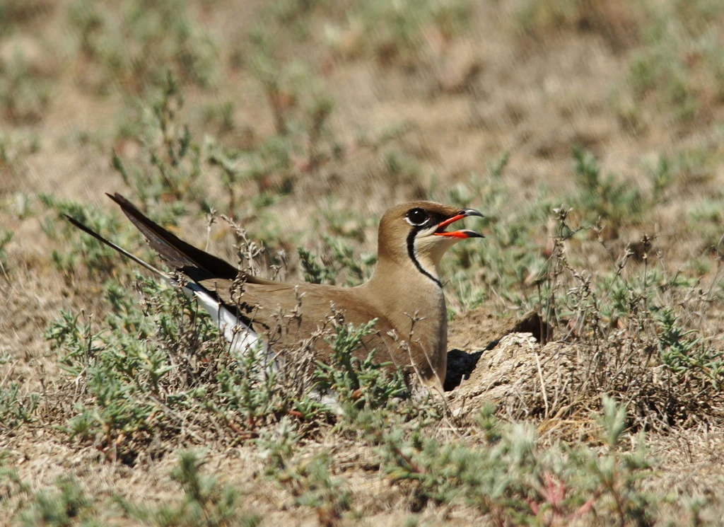 Collared Pratincole (Glareola pratincola) — photo 6 of 7