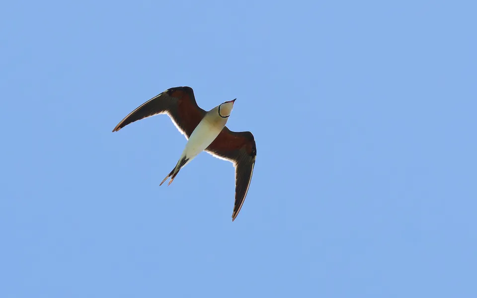 Collared Pratincole (Glareola pratincola) — photo 7 of 7