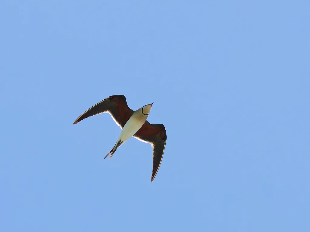 Collared Pratincole (Glareola pratincola) — photo 7 of 7