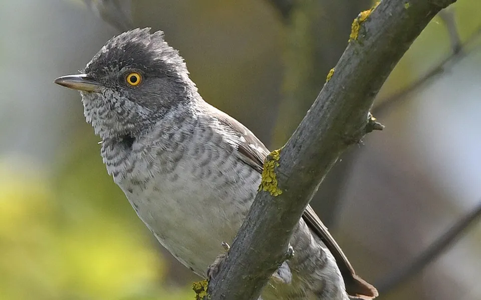 Barred Warbler