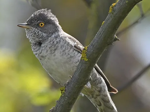 Barred Warbler