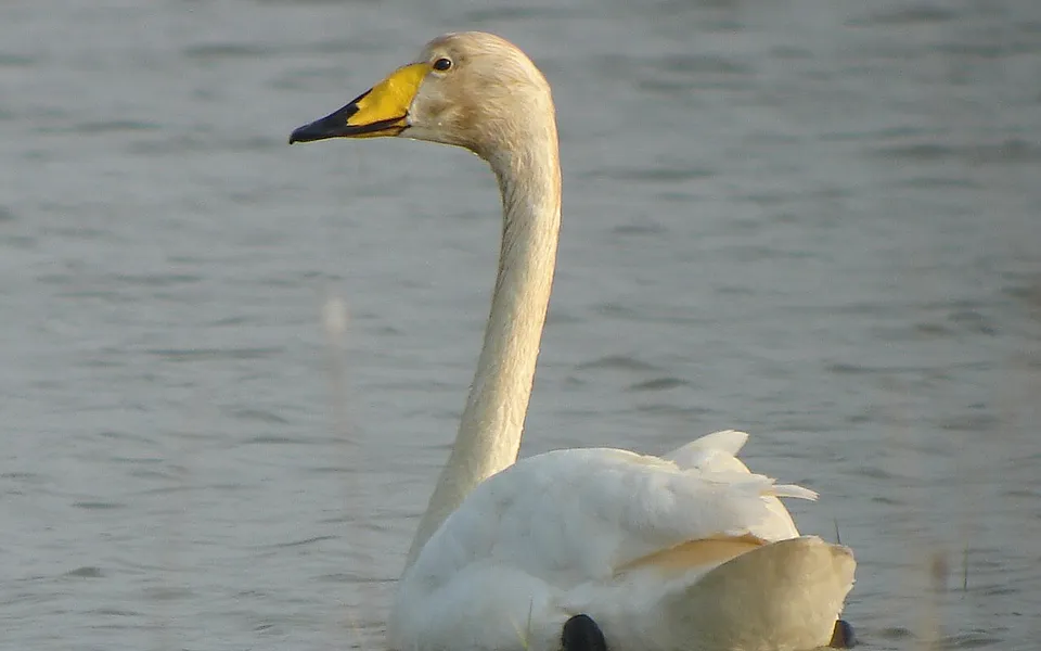 Whooper Swan (Cygnus cygnus) — photo 1 of 4