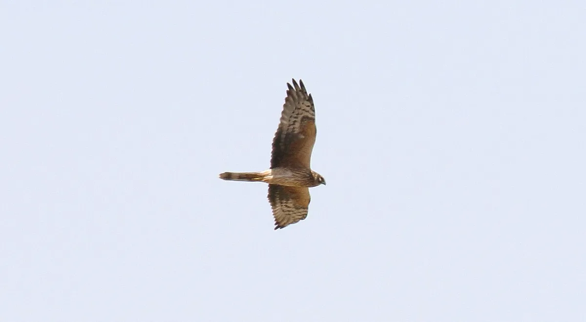 Pallid Harrier (Circus macrourus) — photo 4 of 5