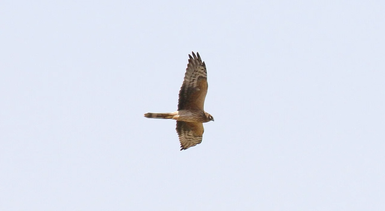 Pallid Harrier (Circus macrourus) — photo 4 of 5