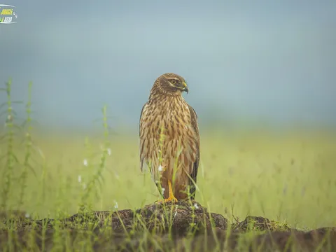 Pallid Harrier (Circus macrourus) — photo 3 of 5