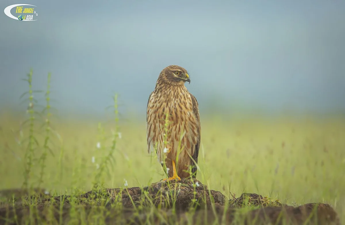 Pallid Harrier (Circus macrourus) — photo 3 of 5