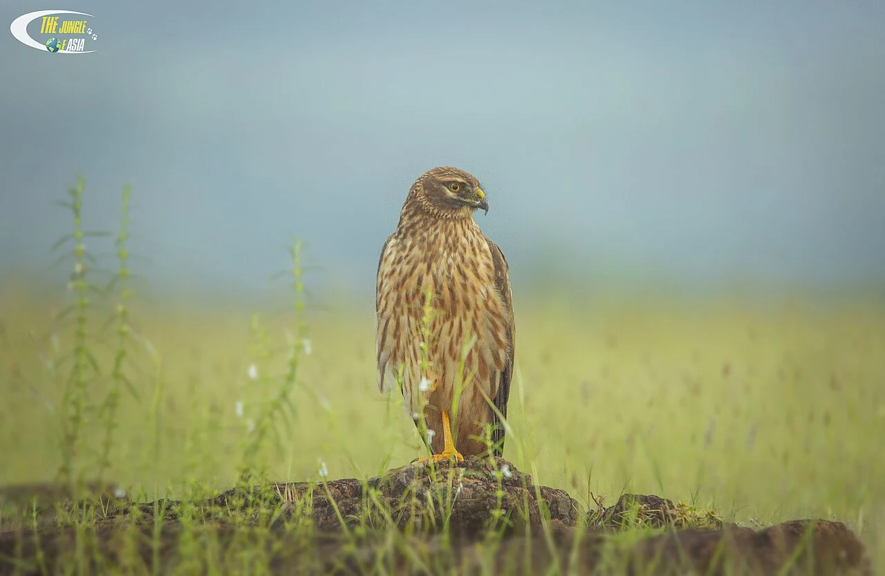 Pallid Harrier (Circus macrourus) — photo 3 of 5