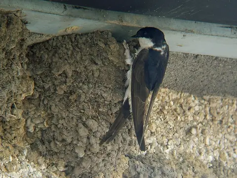 Western House-Martin