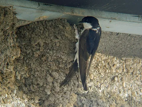 Western House-Martin