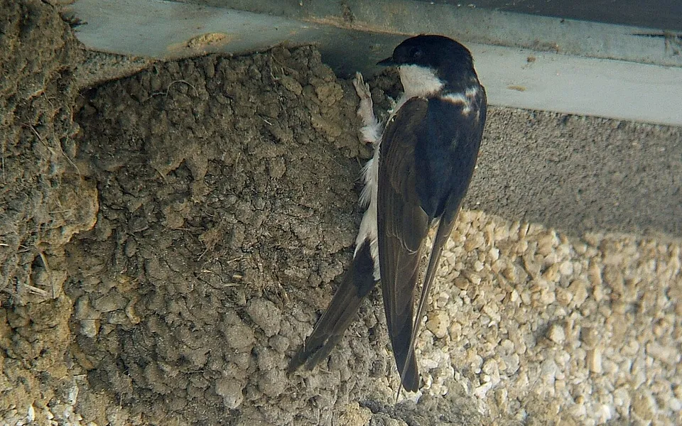 Western House-Martin (Delichon urbicum) — photo 1 of 3