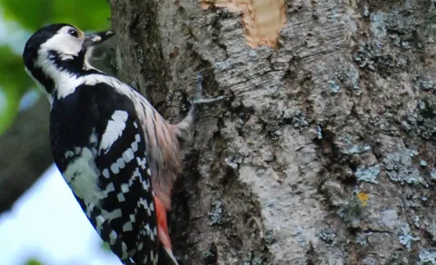 White-backed Woodpecker (Dendrocopos leucotos) — photo 3 of 6