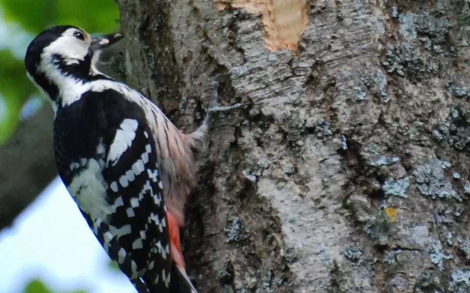 White-backed Woodpecker (Dendrocopos leucotos) — photo 3 of 6