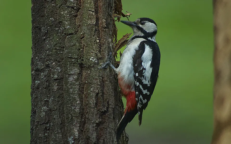 Great Spotted Woodpecker (Dendrocopos major) — photo 1 of 5