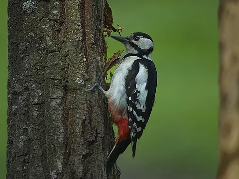 Great Spotted Woodpecker