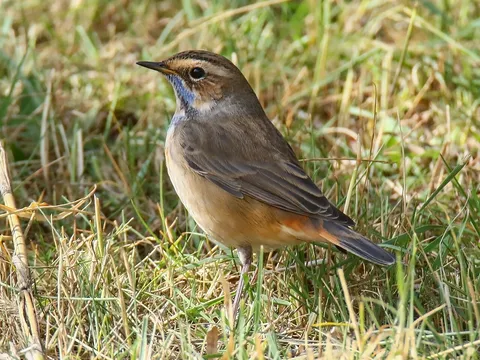 Bluethroat (Luscinia svecica) — photo 2 of 5