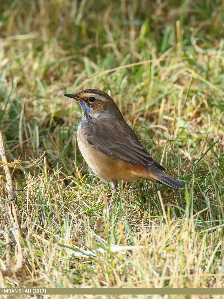 Bluethroat (Luscinia svecica) — photo 2 of 5