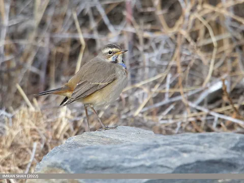 Bluethroat (Luscinia svecica) — photo 3 of 5
