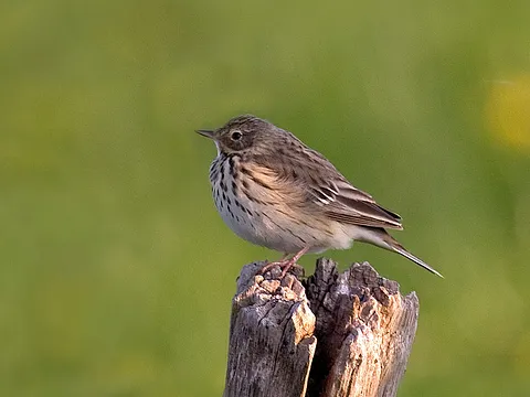 Meadow Pipit