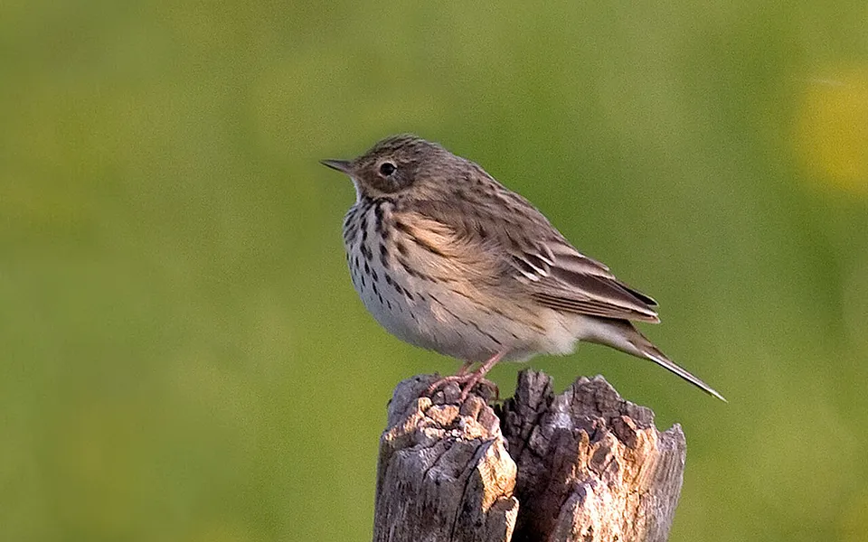 Meadow Pipit (Anthus pratensis) — photo 1 of 4