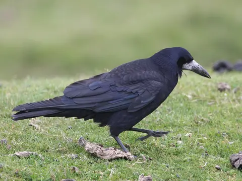 Rook